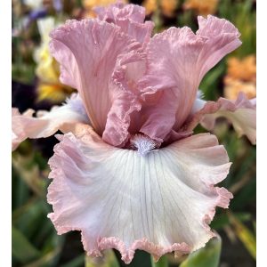 Iris SECRET AMBITION