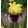 Iris SECRET BELLE