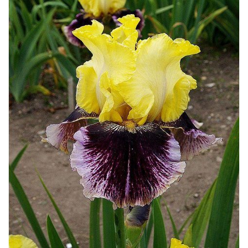 Iris SECRET BELLE