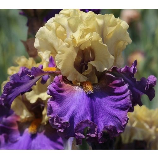 Iris SECRET PAST