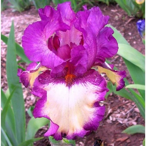 Iris SECRETARY