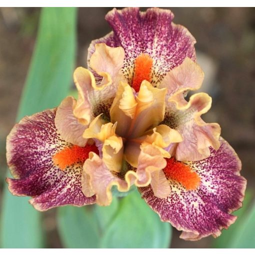 Iris SEE NO EVIL