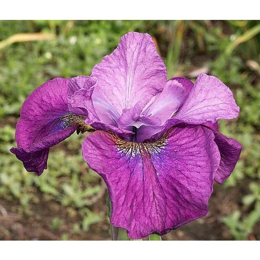 Iris SEE YA LATER