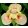 Iris SEGUE