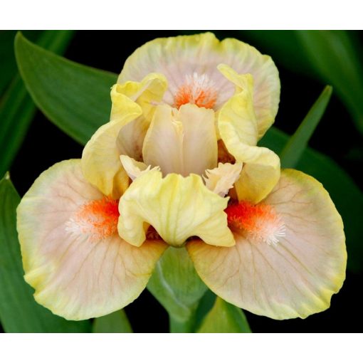 Iris SEGUE