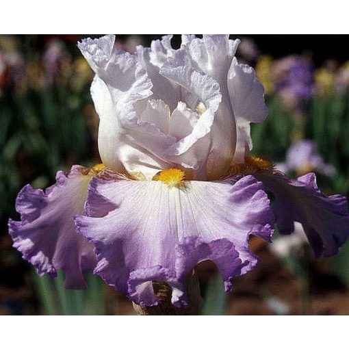 Iris SENSUAL ELEGANCE