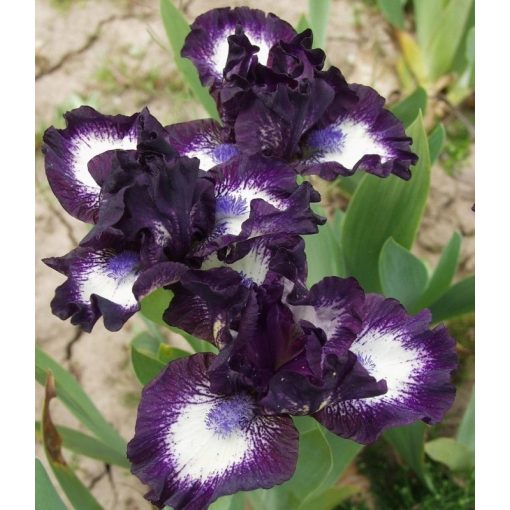 Iris SHARP WIT