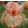 Iris SHE