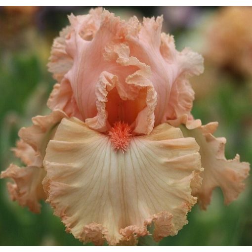 Iris SHE
