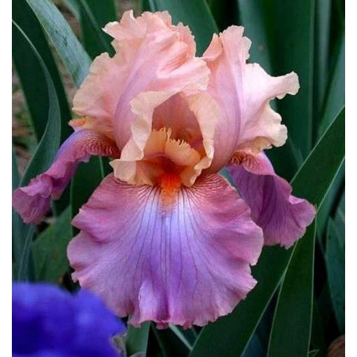 Iris SHEER FANTASY