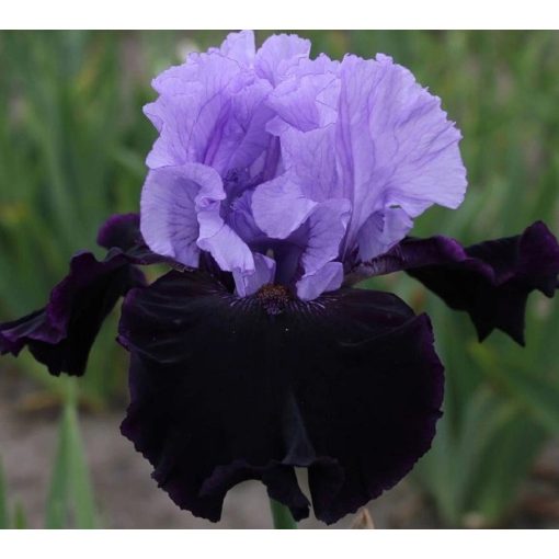 Iris SHOCKER