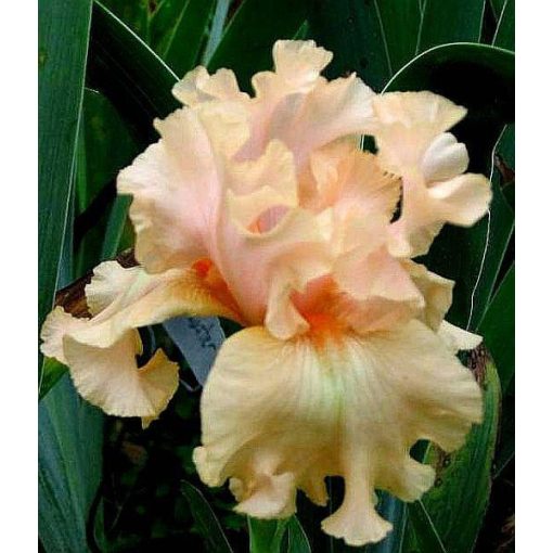 Iris SHRIMPBOAT