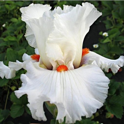 Iris SILENT FIRE