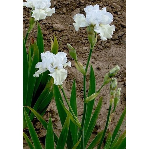 Iris SILVER ICE