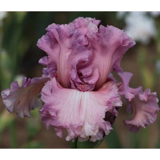 Iris SIMPLY FABULOUS