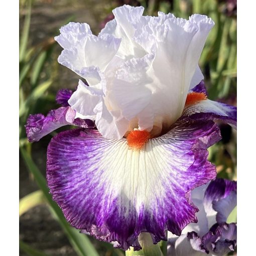 Iris SMILING ANGEL