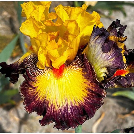 Iris SMILING MAESTRO