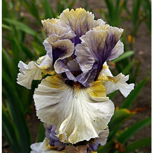 Iris SMOKE PARTY