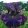 Iris SMOKY DUSK