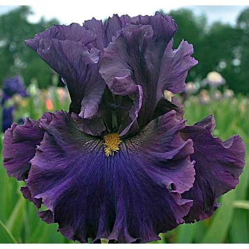 Iris SMOKY DUSK