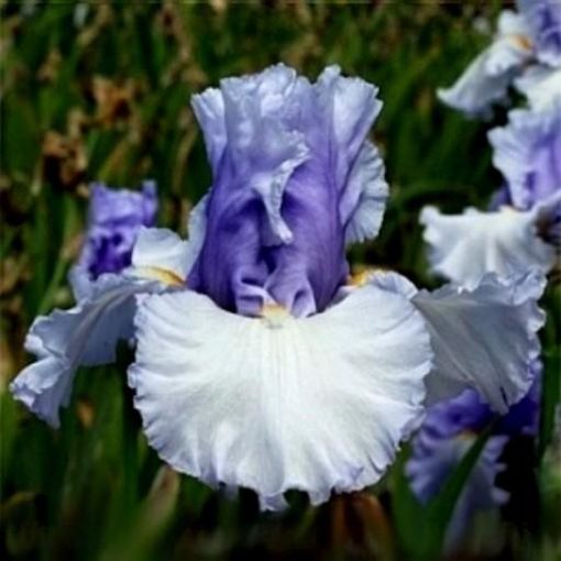 Iris SOIREE GIRL
