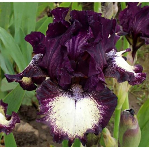 Iris SPECTATOR
