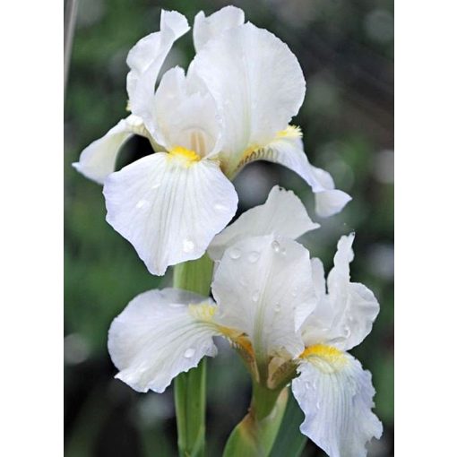 Iris SPELL