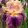 Iris SPENDTHRIFT