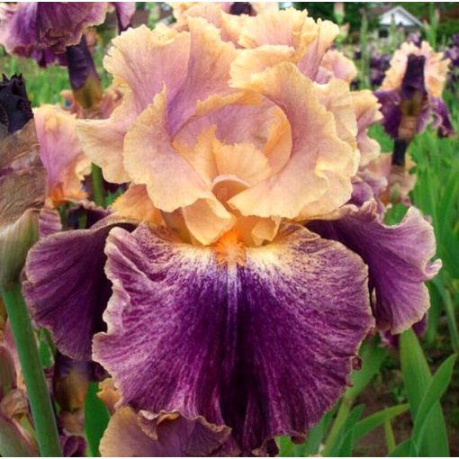Iris SPENDTHRIFT
