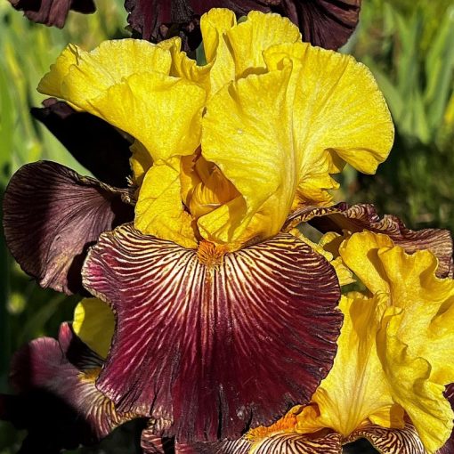 Iris SPICY AFFAIR