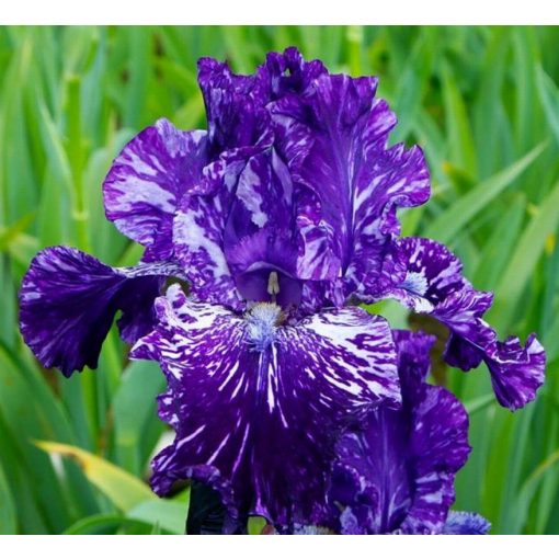 Iris SPLATTER MATTER