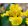 Iris SPRING IS HERE