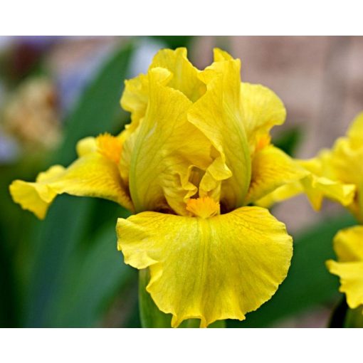 Iris SPRING IS HERE