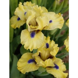 Iris SQUIRT
