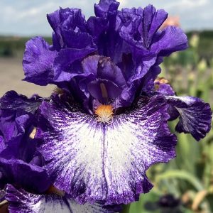 Iris STAR IN GALAXY