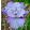 Iris STAR LION