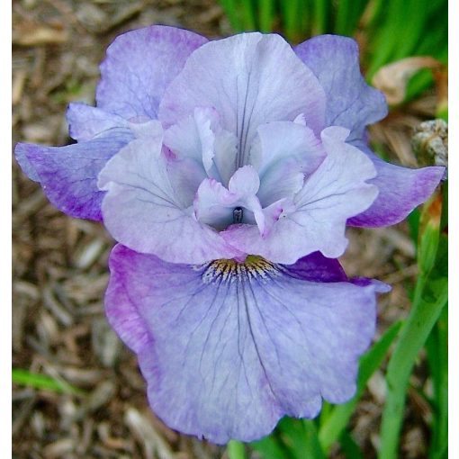 Iris STAR LION