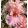 Iris STARRED PINK
