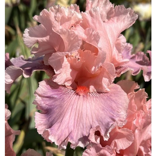 Iris STARRED PINK