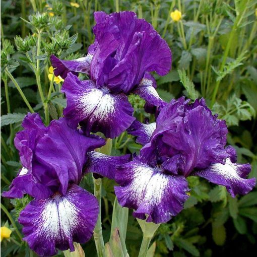 Iris STARWOMAN