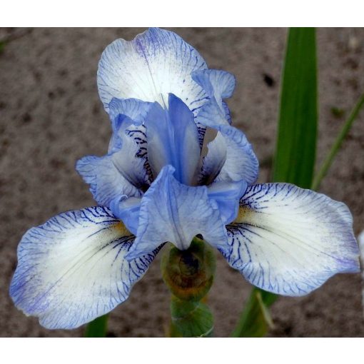 Iris STITCHED IN BLUE