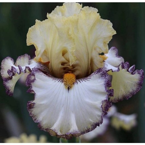 Iris STITCHES