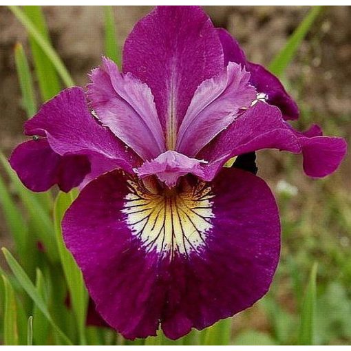Iris SULTAN RUBY