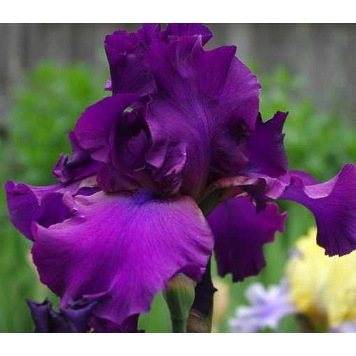 Iris SULTRY MOOD