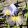 Iris SUN DONES UP