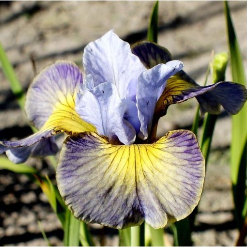 Iris SUN DONES UP