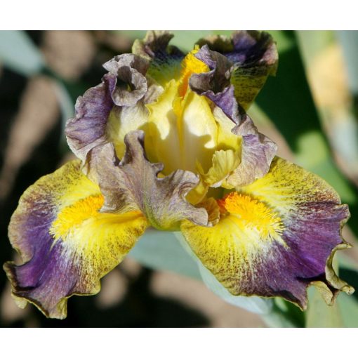 Iris SUN GOING DOWN