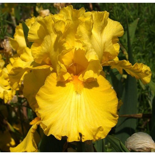 Iris SUNNY AFTERNOON