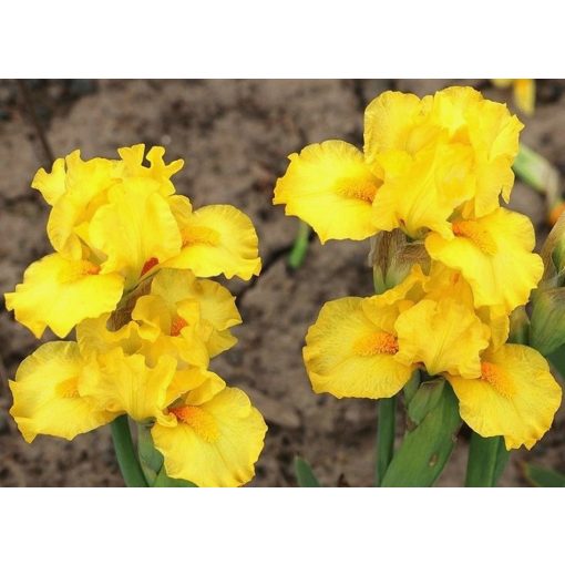 Iris SUNNY BABE