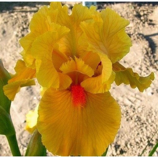 Iris SUNNY DAWN